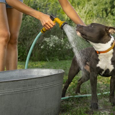 side-view-owner-washing-cute-dog
