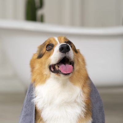 washing-pet-dog-home (1)